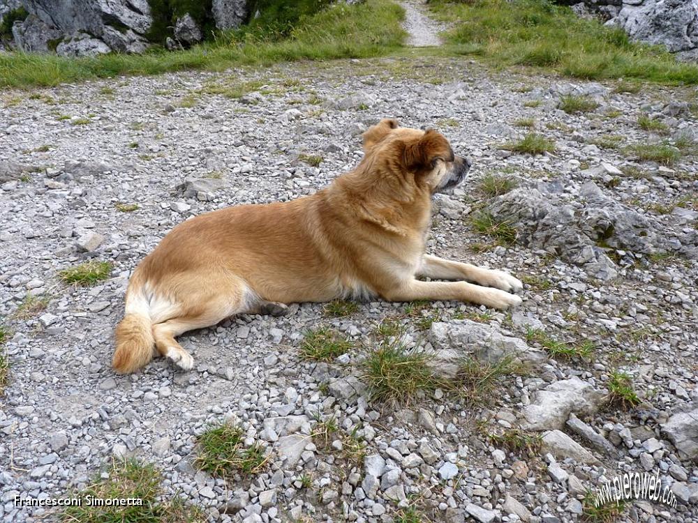 38 Anche la Lola fa la siesta.JPG